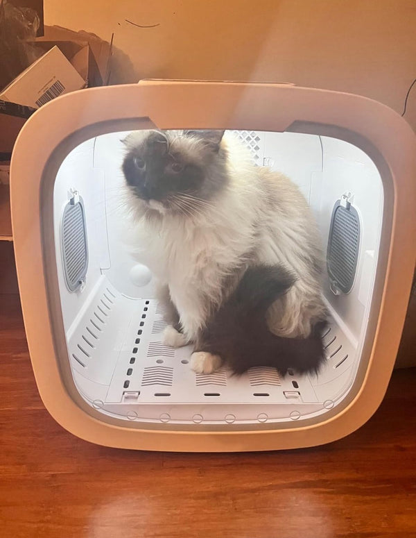 Carlos Sánchez – León