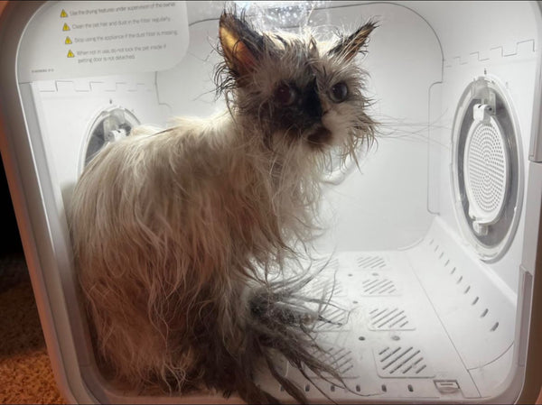 Ana Torres – Toluca