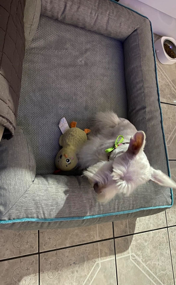 Roberto Díaz – Tijuana